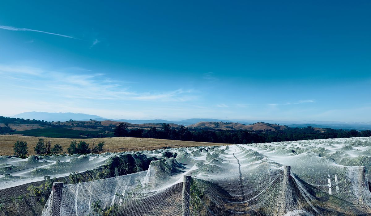 The Savaterre vineyard in Beechworth.